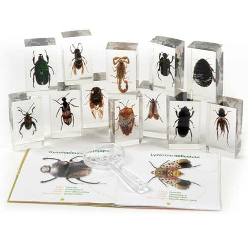 Encased Insects – Learn About 12 Different Bugs  |   Teacher’S Corner